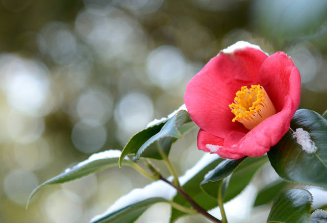 「引き算」の美しさ